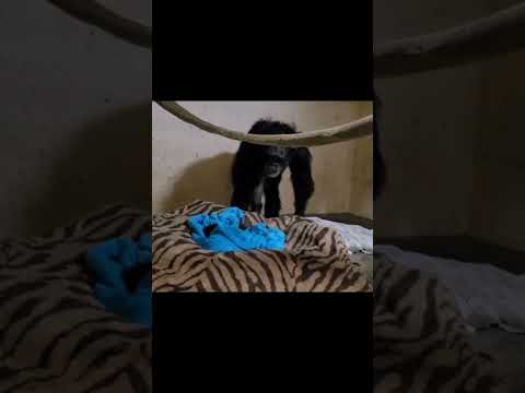 She Thought Her Baby Died&hellip; Until This Moment 🥺💔 | Heartwarming Chimp Reunion