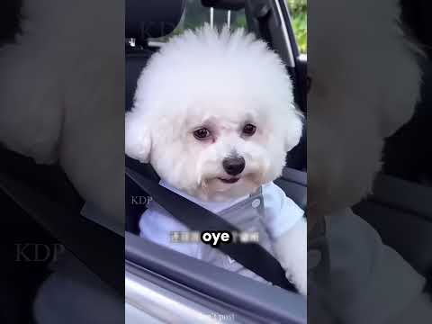 A Dougie no le gusta el beso de su novia, y ella se enfada.