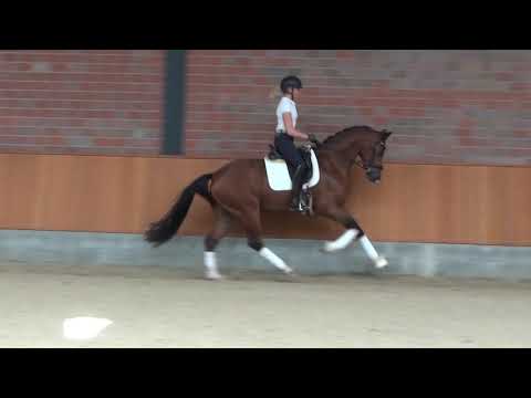 Hof Brüning - Victor Hugo v. Vivaldi - Diamond Hit, geb. 2015, Wallach