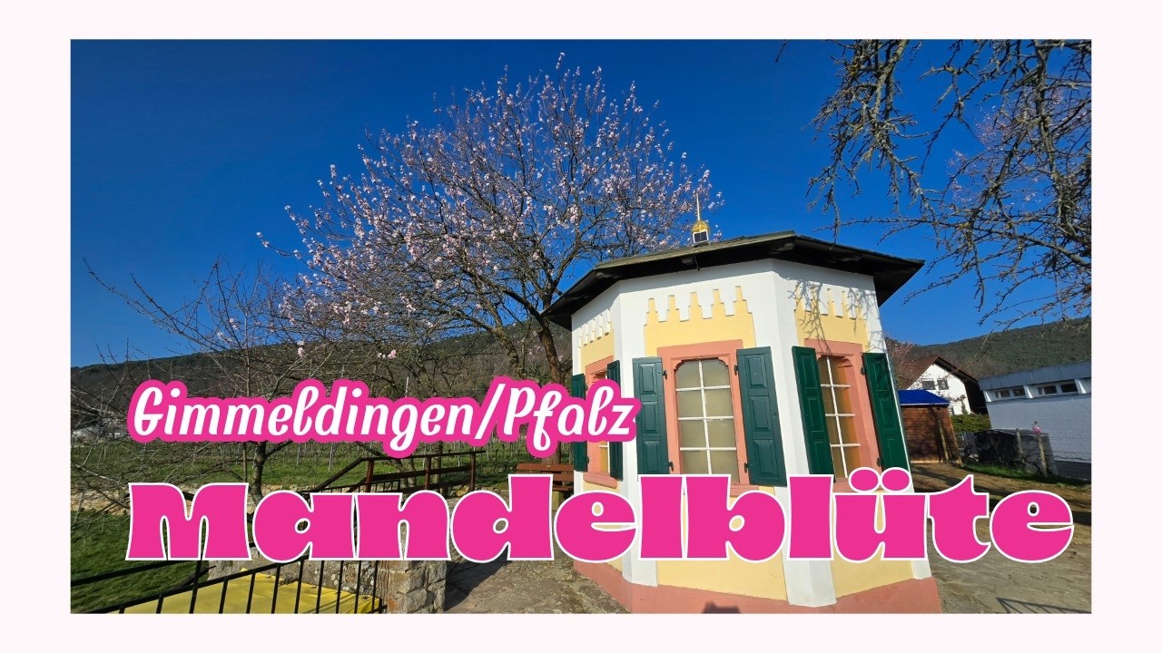 Frühlingserwachen in Gimmeldingen – Mandelblüte in voller Pracht