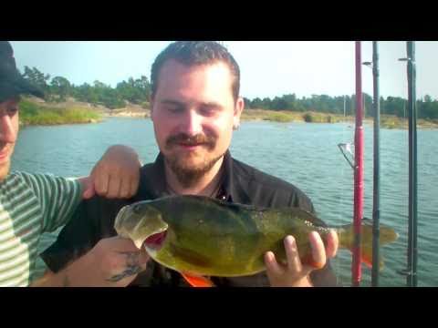 Fk Lubbe -2.0- Abborrfiske, stora borrar på Dropshot & crankbait - Perchfishing in Sweden
