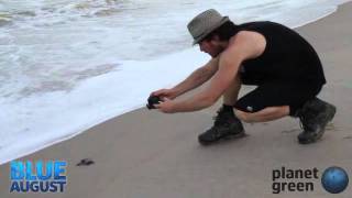 Blue August 2011: Turtle Hatchlings 