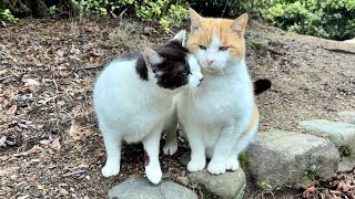 コンビで人懐っこく付いて来てくれるかわいい茶白猫ちゃんたち