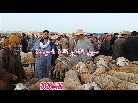 مباشره من سوق الأثنين قلعة السراغنة بتاريخ 2026/4/27 مع أتمنة خروف صغير وحولي ديال العيد 