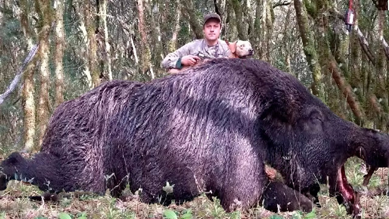 JAVALI GIGANTE QUE ATACAVA GADO NO BRASIL É CAPTURADO