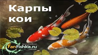Сколько лет живут карпы кои