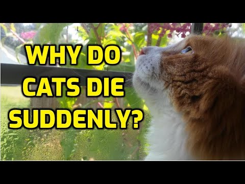 Why Do Cats Die Suddenly?