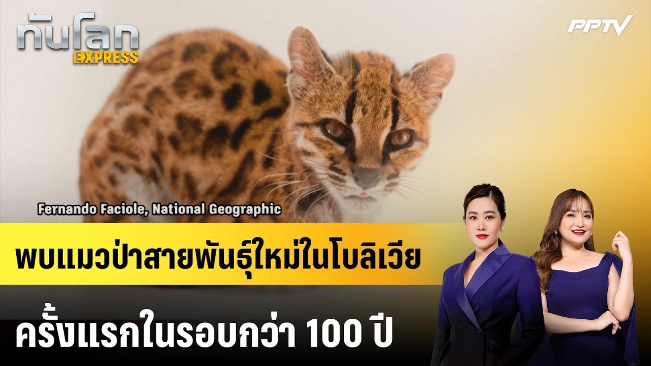 พบแมวป่าสายพันธุ์ใหม่ในโบลิเวีย ครั้งแรกในรอบกว?