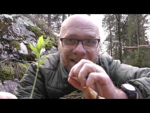 Wald-Bingelkraut (Mercurialis perennis)