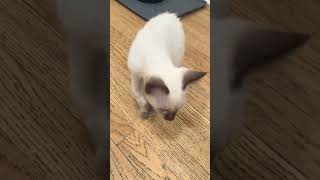 Download lagu @sapphirekittensapril: Nestle hates getting his paw dirty 😹 #kitty #cat #catlover mp3