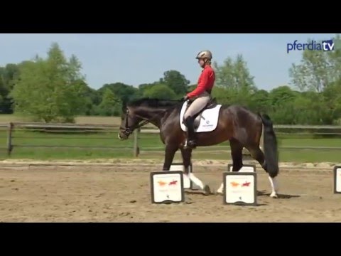 Cavaletti-Training: Das richtige Material, der Aufbau und die Schrittarbeit | Ingrid Klimke