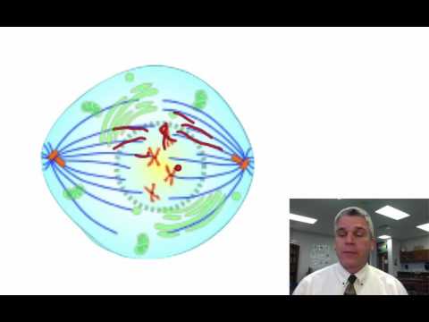 Bio1   Why Do Cells Divide?