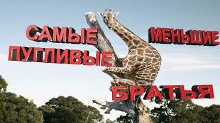 Самые пугливые меньшие братья. ТОП!!! Подборка