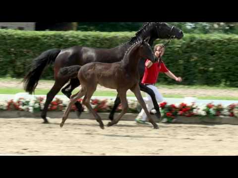 105 Silja Symphony Stute v. Sir Heinrich - Flanagan