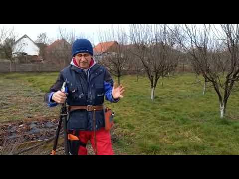 Do you know what pruning to do after planting a tree? Example of a cherry tree