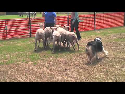 Australian Shepherd Herding Sheep.m4v