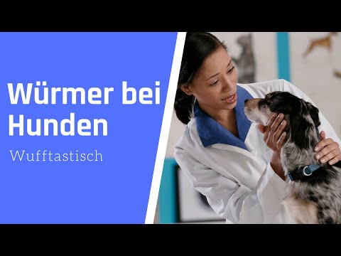 , title : 'Würmer bei Hunden ▶︎ Symptome & Behandlung ✅'
