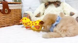 トイプードルの動画02