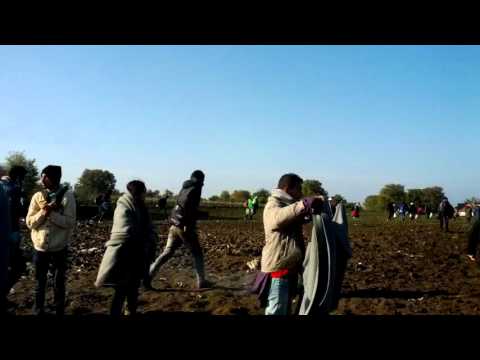 Berkasovo Bapska 2 211015