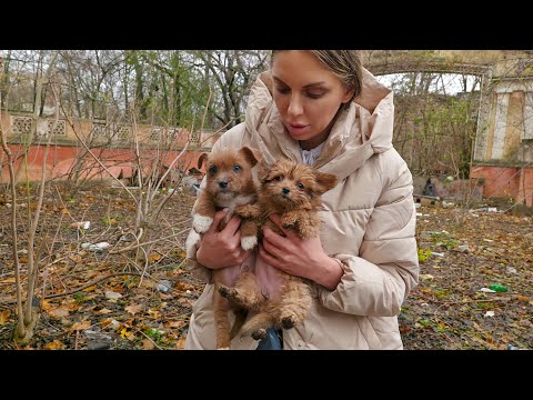 Two Tiny Puppies Raised by Cats Colony Cried for Help Until Someone Heard Them