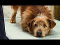 Butt Thermometer Scene DOCTOR DOLITTLE 1998 Movie Clip