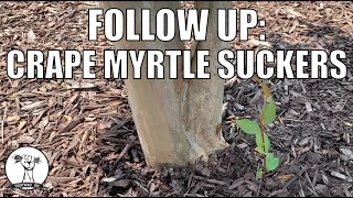 Crape Myrtle Sucker Prevention - Follow Up