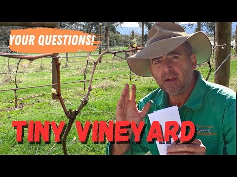Your Questions Answered! Small Farm Vineyard