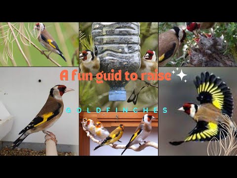 A Fun Guide to Raising European Goldfinches