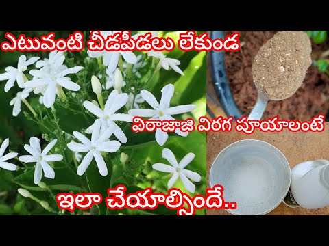 విరాజాజి plant ఆకు తెగులు నివారణ చర్యలు| ఎక్కువ పూలు రావాలంటే ఇలా చెయ్యాలి.