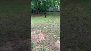 Video preview image #1 Labrador Retriever-Unknown Mix Puppy For Sale in Atlanta, GA, USA