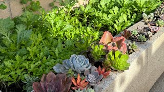 沒地也可以實現庭園的乐趣｜How to build small raised bed on my driveway ￼尝试第一次种菜 从搭建，种植，收获 满满的幸福感｜庭院的治愈生活