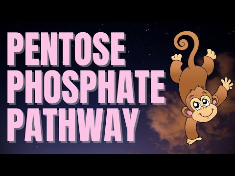 Pentose Phosphate Pathway (AMAZING Mnemonic for MCAT/USMLE!)