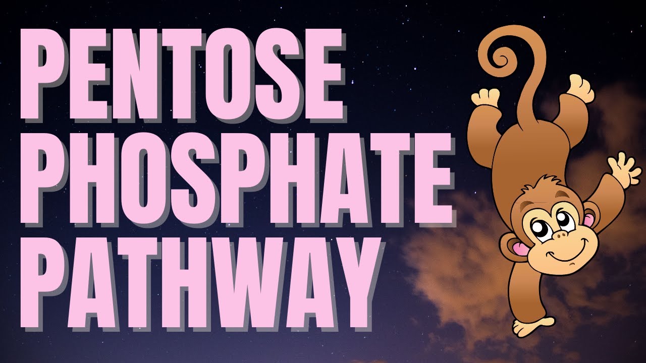 Pentose Phosphate Pathway (AMAZING Mnemonic for MCAT/USMLE!)