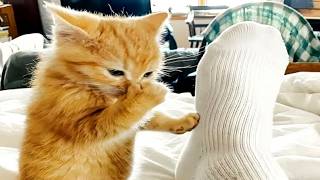 Cats Try Not To Laugh 30