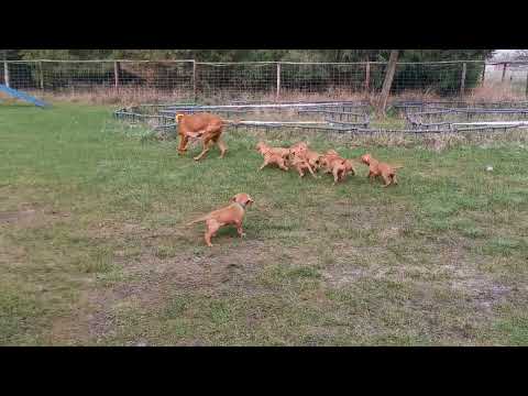 Erster Ausflug mit Magyar Vizsla Welpen - Teil 1