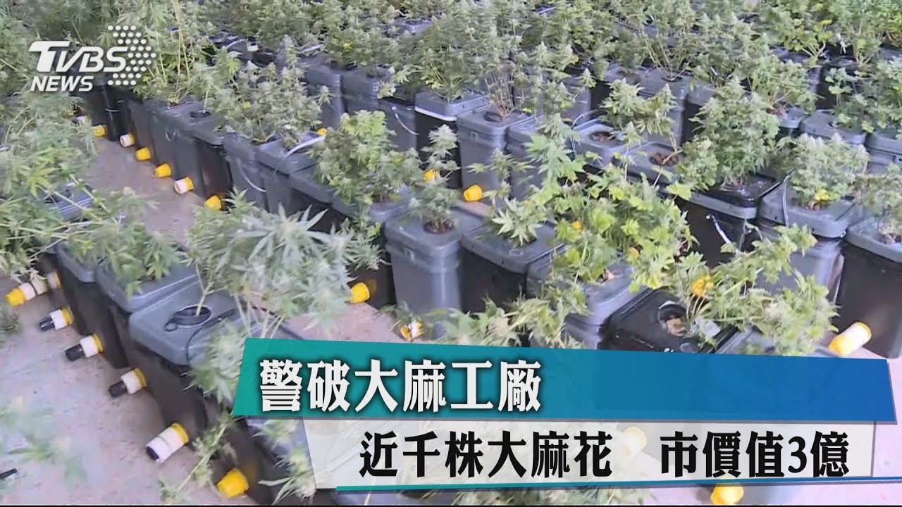 警破大麻工廠 近千株大麻花市價值3億