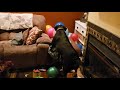 Dog Popping Balloons