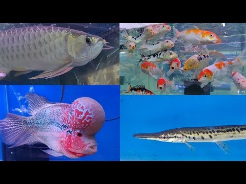 Aakar Aquarium Fish Store Kurla
