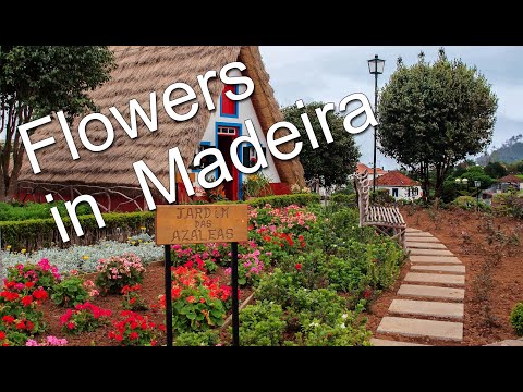 , title : 'Flowers in Madeira / kukkia Madeiralla'