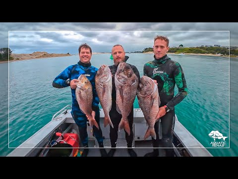 Tropical Visibility and BIG Snapper at Hen and Chicken Islands | SPEARFISHING NEW ZEALAND