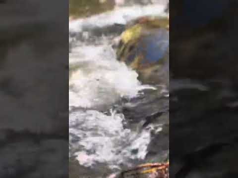 Video Thumbnail for Shinrin Yoku #rushingriver #northcarolina