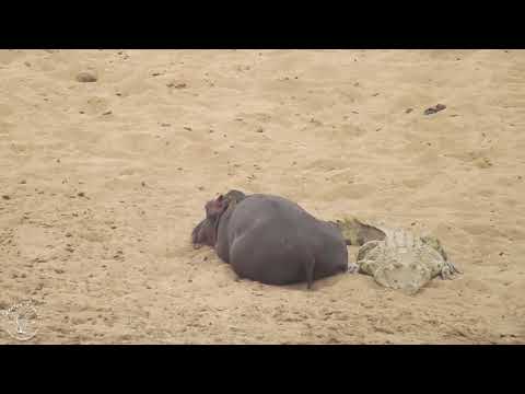 Shenton Safaris: Hippo and crocodile