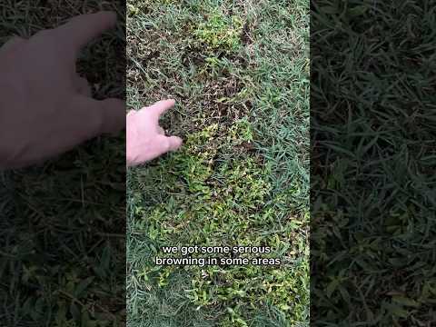 MSM Turf Herbicide on Bermuda Grass for Virginia Buttonweed, Clover, Broadleaf Weed Control