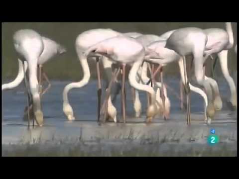 download lagu mp3 mp4 Que Comen Los Flamencos, download lagu Que Comen Los Flamencos gratis, unduh video klip Que Comen Los Flamencos