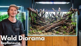Bepflanzung vom Wald Diorama Aquarium - IAPLC 2024 Platz 24