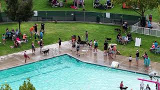 Rio Rancho Pooch Plunge 2025🐶Drone Footage Edition
