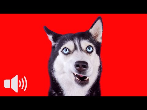 10 Sounds Dogs React To Instantly 🐶 (Try This!)
