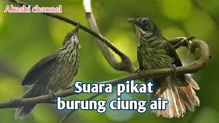 Download lagu Suara pikat burung ciung air mp3 mp3
