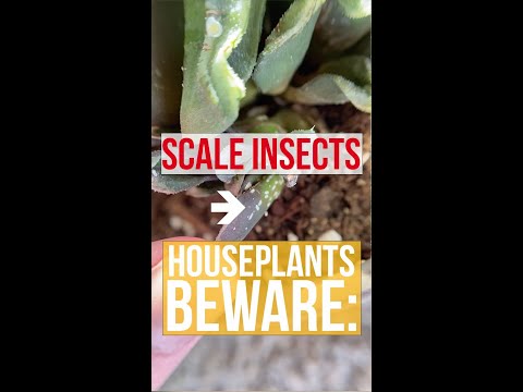 , title : 'IPM Shorts: Scale insects (watch out HOUSEPLANTS!)'