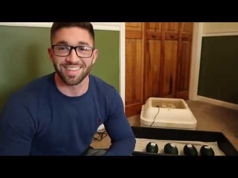 Tips for Hatching Emus Eggs